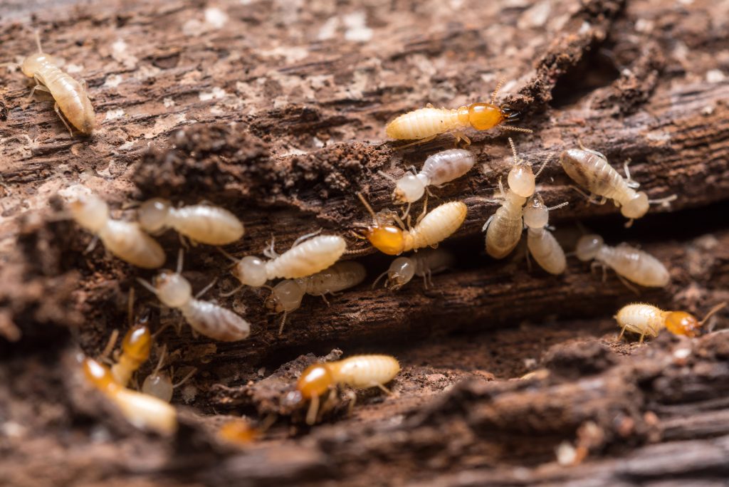 Termites insectes